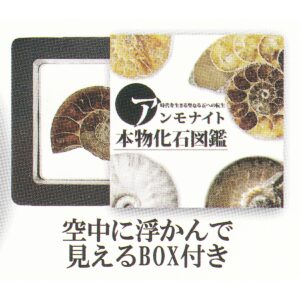 商品名 : アンモナイト本物化石図鑑